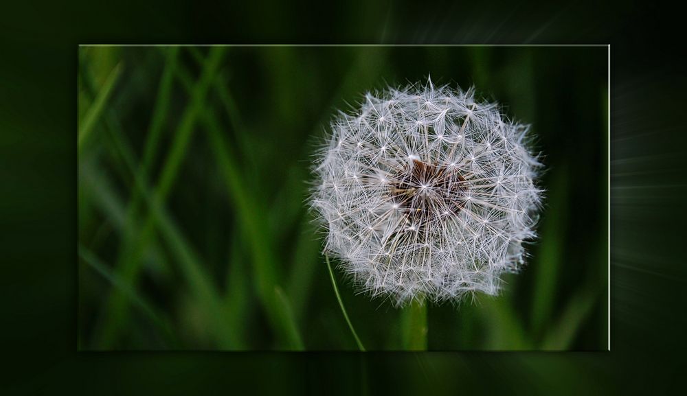 Pusteblume mit Rahmen