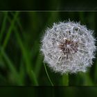 Pusteblume mit Rahmen