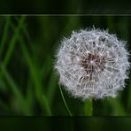 Pusteblume mit Rahmen