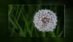 Pusteblume mit Rahmen