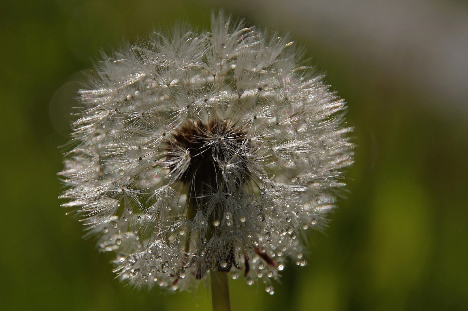 Pusteblume mit Regentropfen