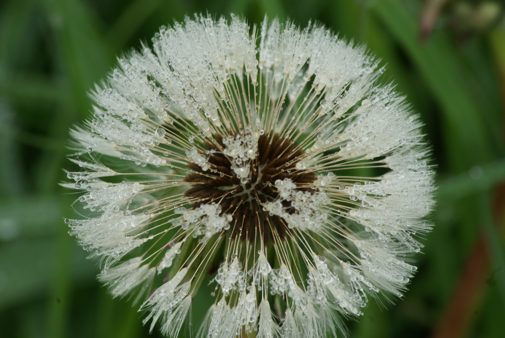 Pusteblume mit Regentropfen