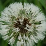 Pusteblume mit Regentropfen