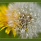 Pusteblume mit Reservedotter