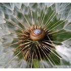 Pusteblume mit Schnecke