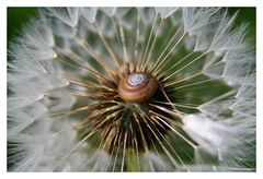 Pusteblume mit Schnecke