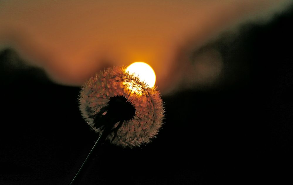 Pusteblume mit Sonnencorona