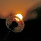 Pusteblume mit Sonnencorona