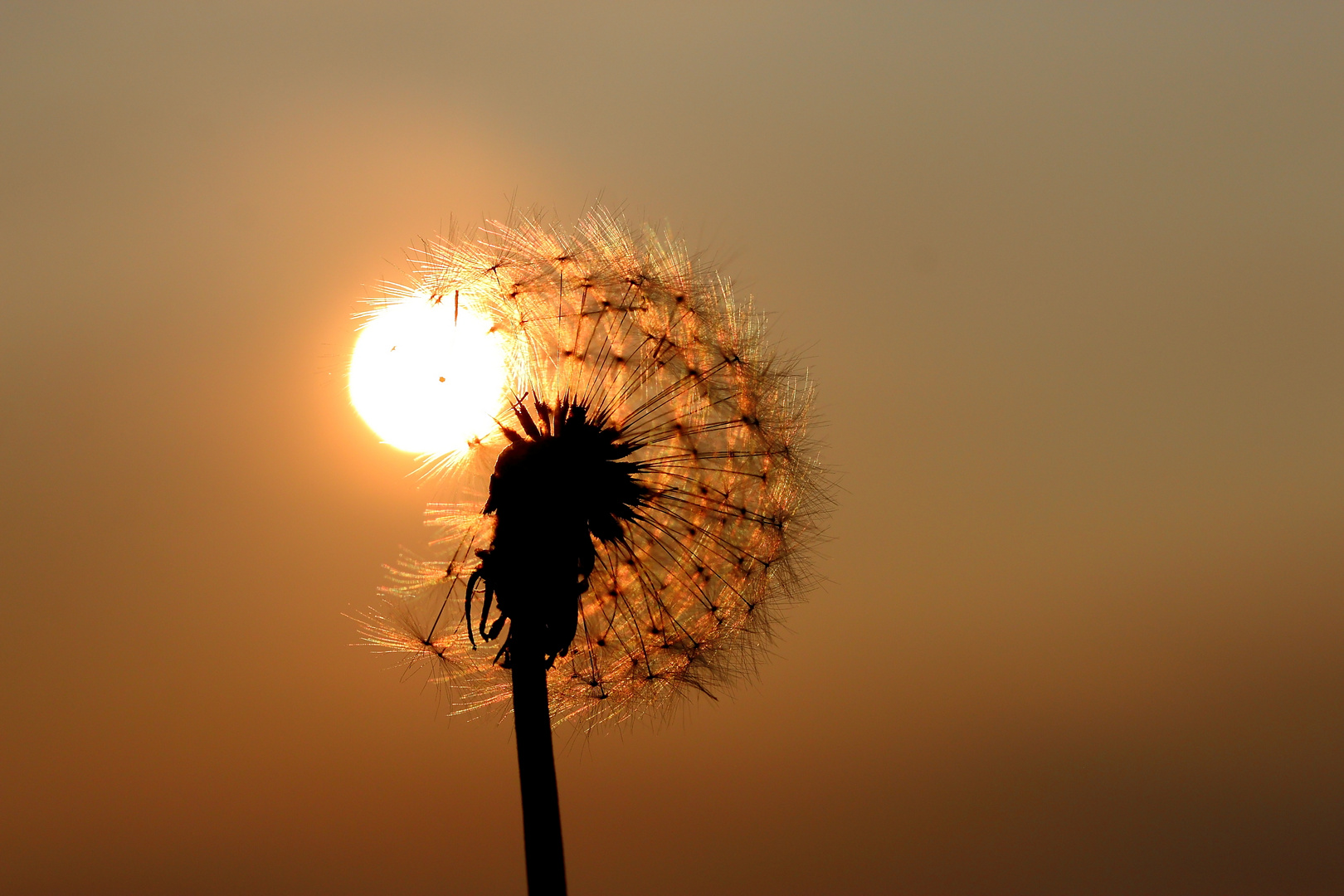 Pusteblume mit Sonnenloch......