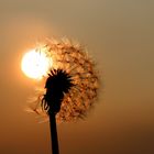 Pusteblume mit Sonnenloch......