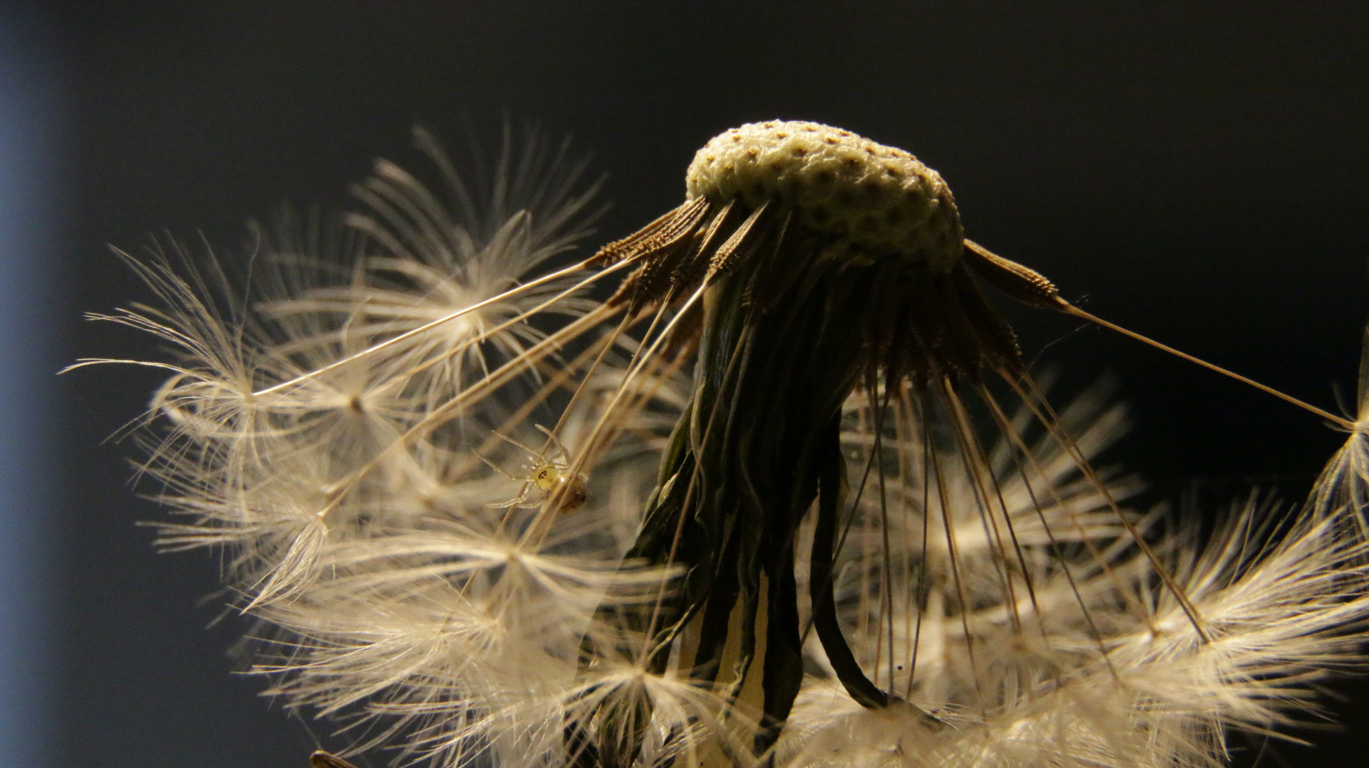 Pusteblume mit Spinne