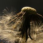 Pusteblume mit Spinne