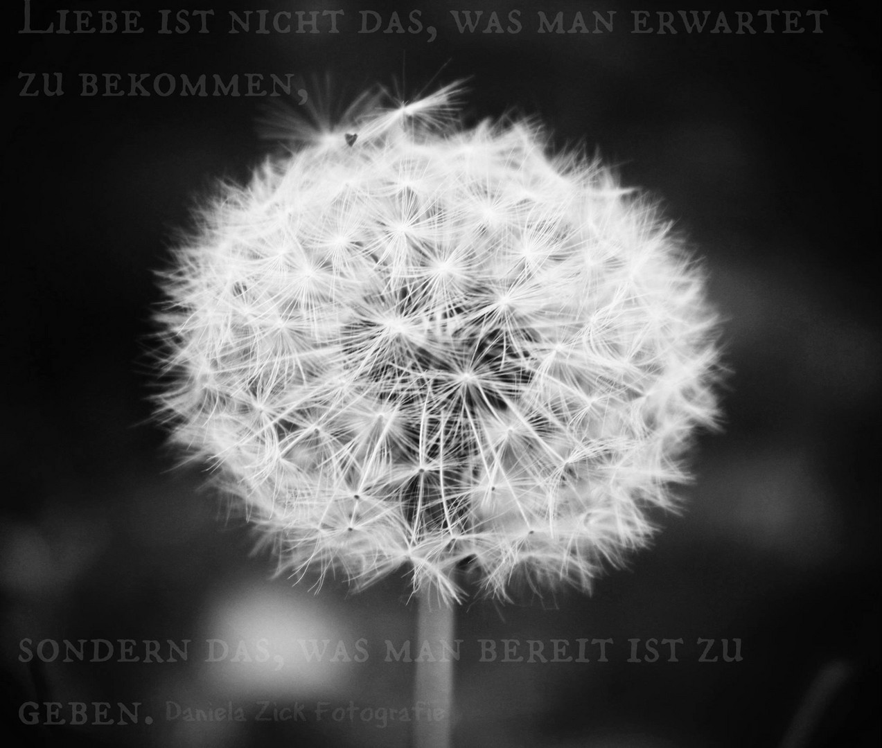 Pusteblume mit spruch