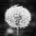 Pusteblume mit spruch