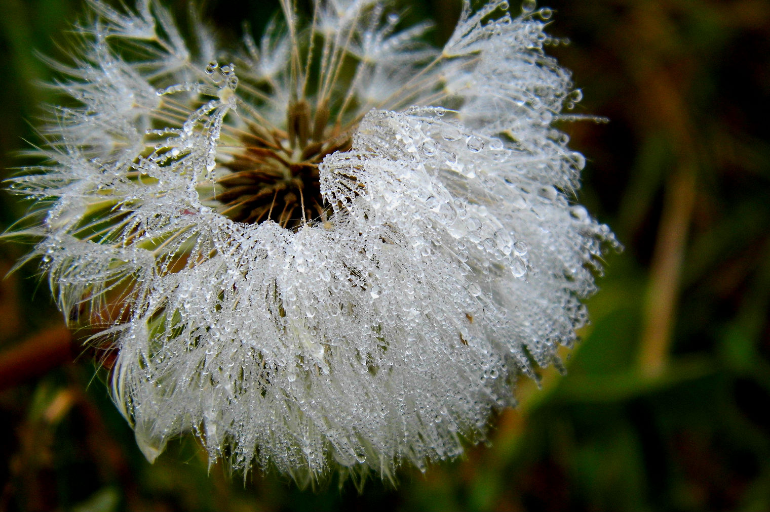 Pusteblume mit Tau