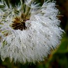 Pusteblume mit Tau