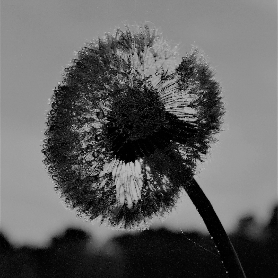 Pusteblume mit Tau 