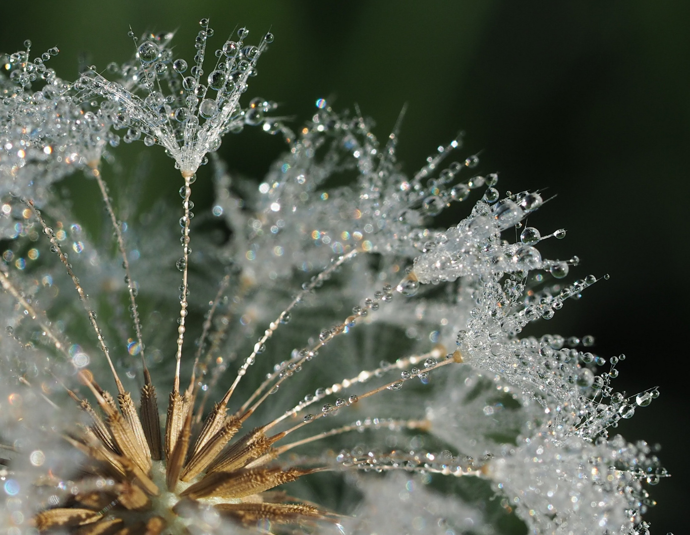 Pusteblume mit Tautropfen