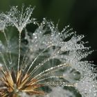 Pusteblume mit Tautropfen