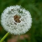 Pusteblume mit Tautropfen