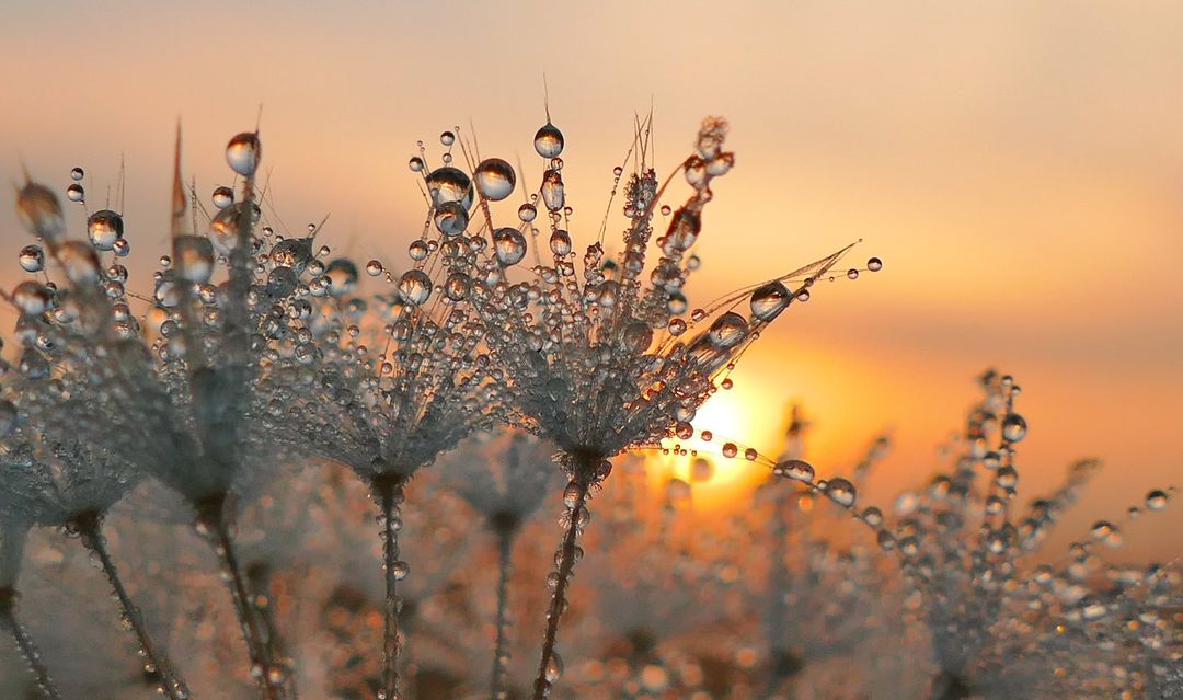 Pusteblume mit Tautropfen