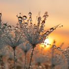 Pusteblume mit Tautropfen