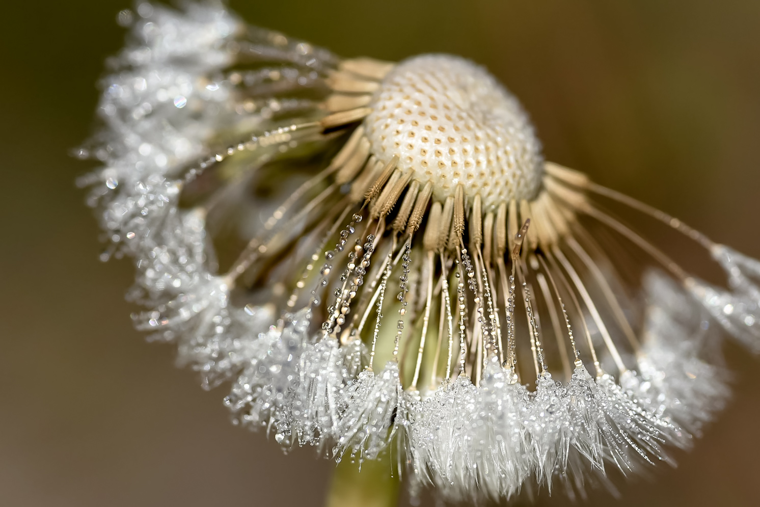 Pusteblume mit Tonsur