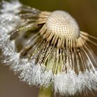 Pusteblume mit Tonsur