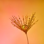 Pusteblume mit Tröpfchen