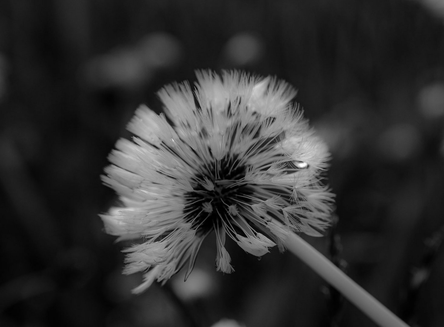 Pusteblume mit Tröpfle