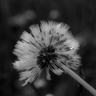 Pusteblume mit Tröpfle