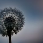 Pusteblume mit Tropfen