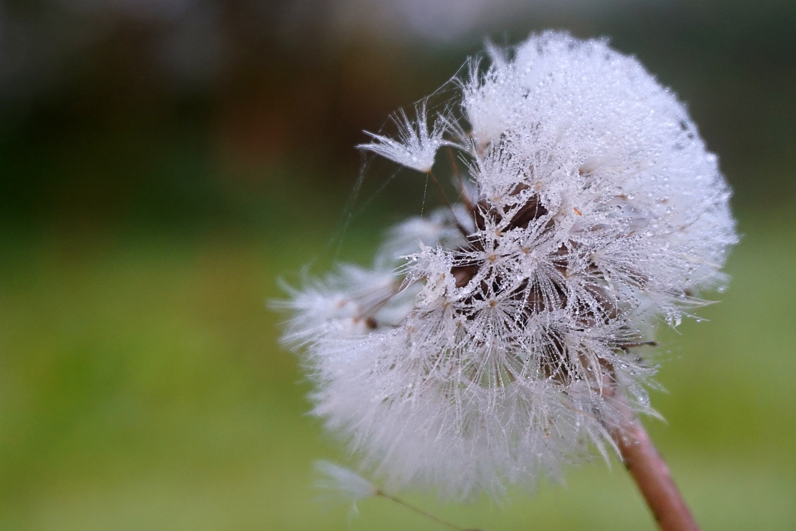 Pusteblume mit Tropfen