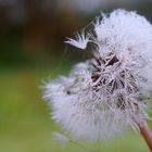 Pusteblume mit Tropfen