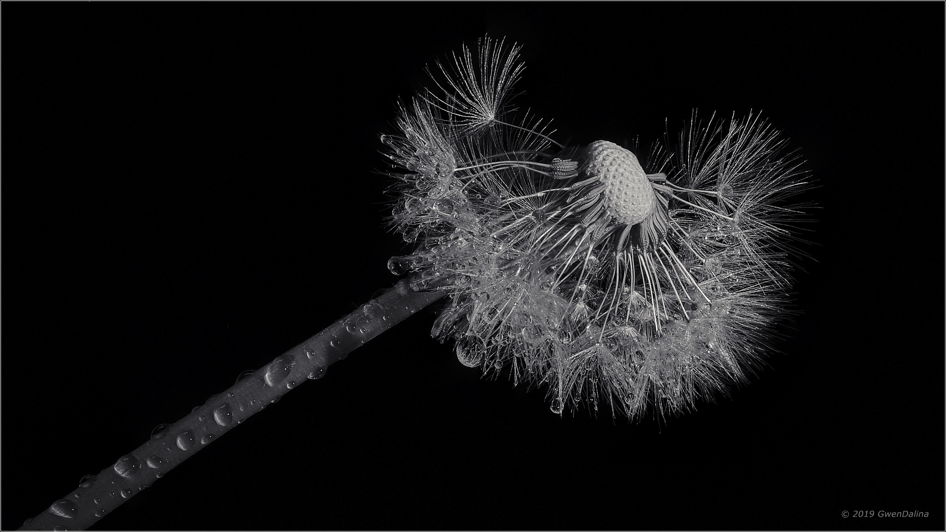 ::: Pusteblume | mit Wassertropfen :::