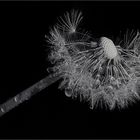 ::: Pusteblume | mit Wassertropfen :::