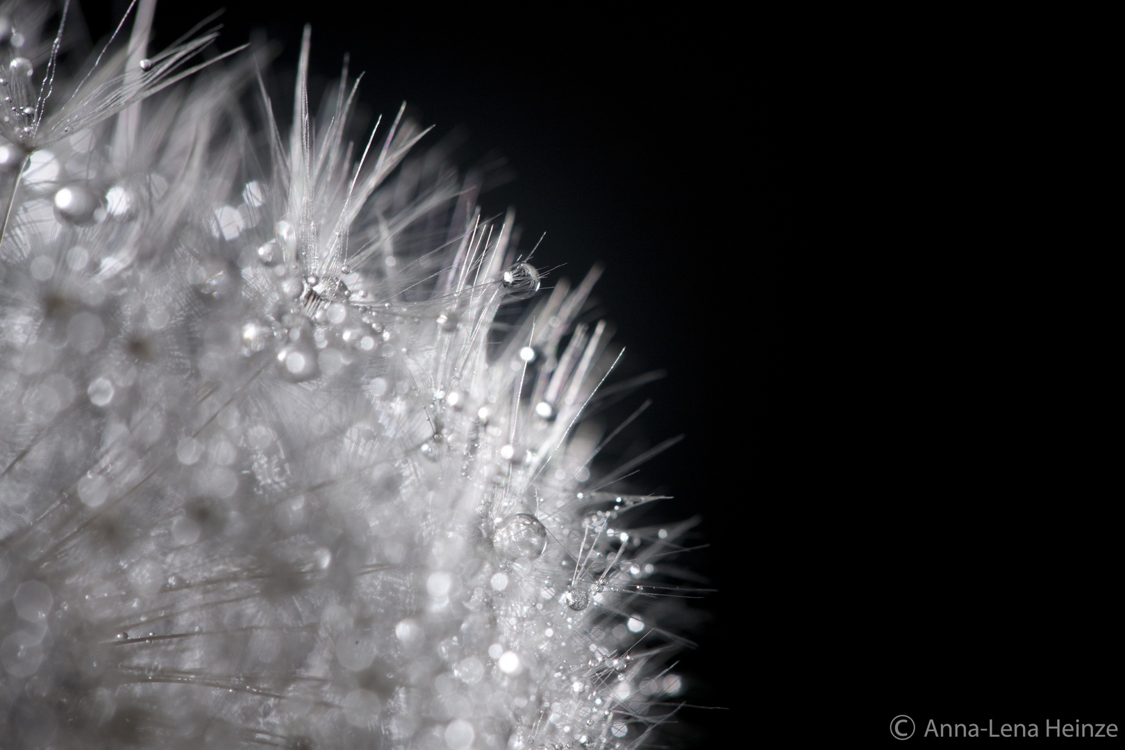 Pusteblume mit Wassertropfen