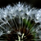 Pusteblume mit Wassertropfen