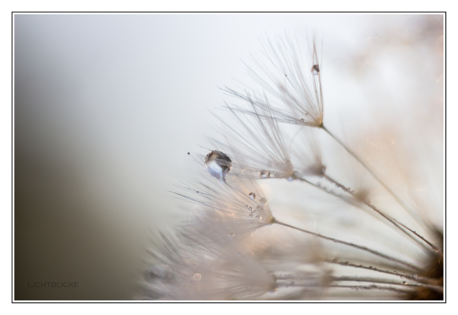 Pusteblume mit Wassertropfen