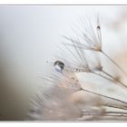 Pusteblume mit Wassertropfen