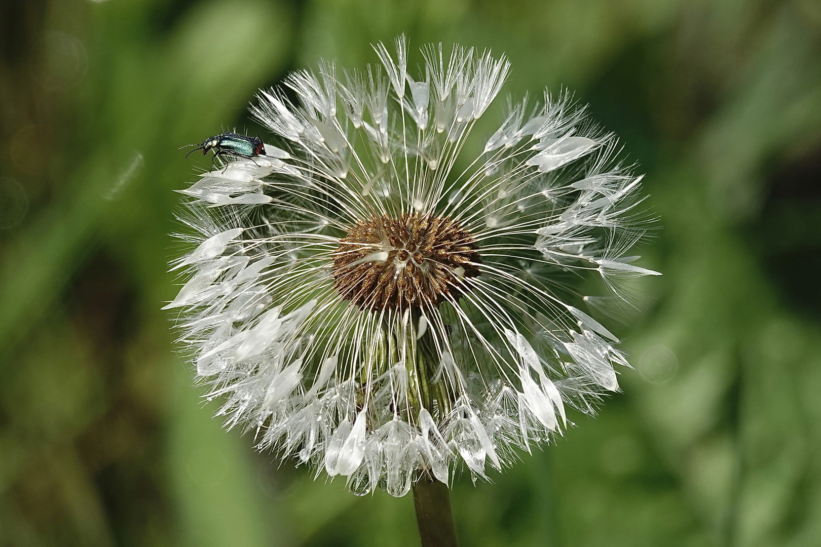 PUSTEBLUME MIT WASSERTROPFEN