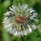 PUSTEBLUME MIT WASSERTROPFEN