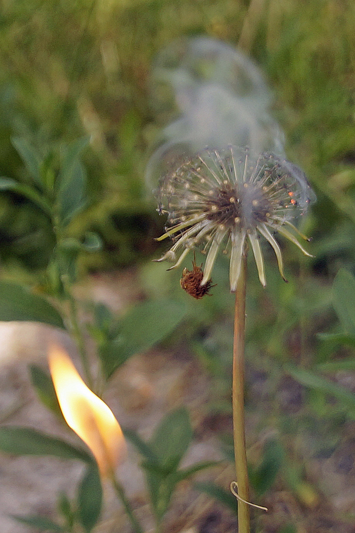 Pusteblume / Mittwochsblümchen ;-)) ABGEBRANNT ;-))