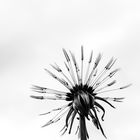 Pusteblume monochrom