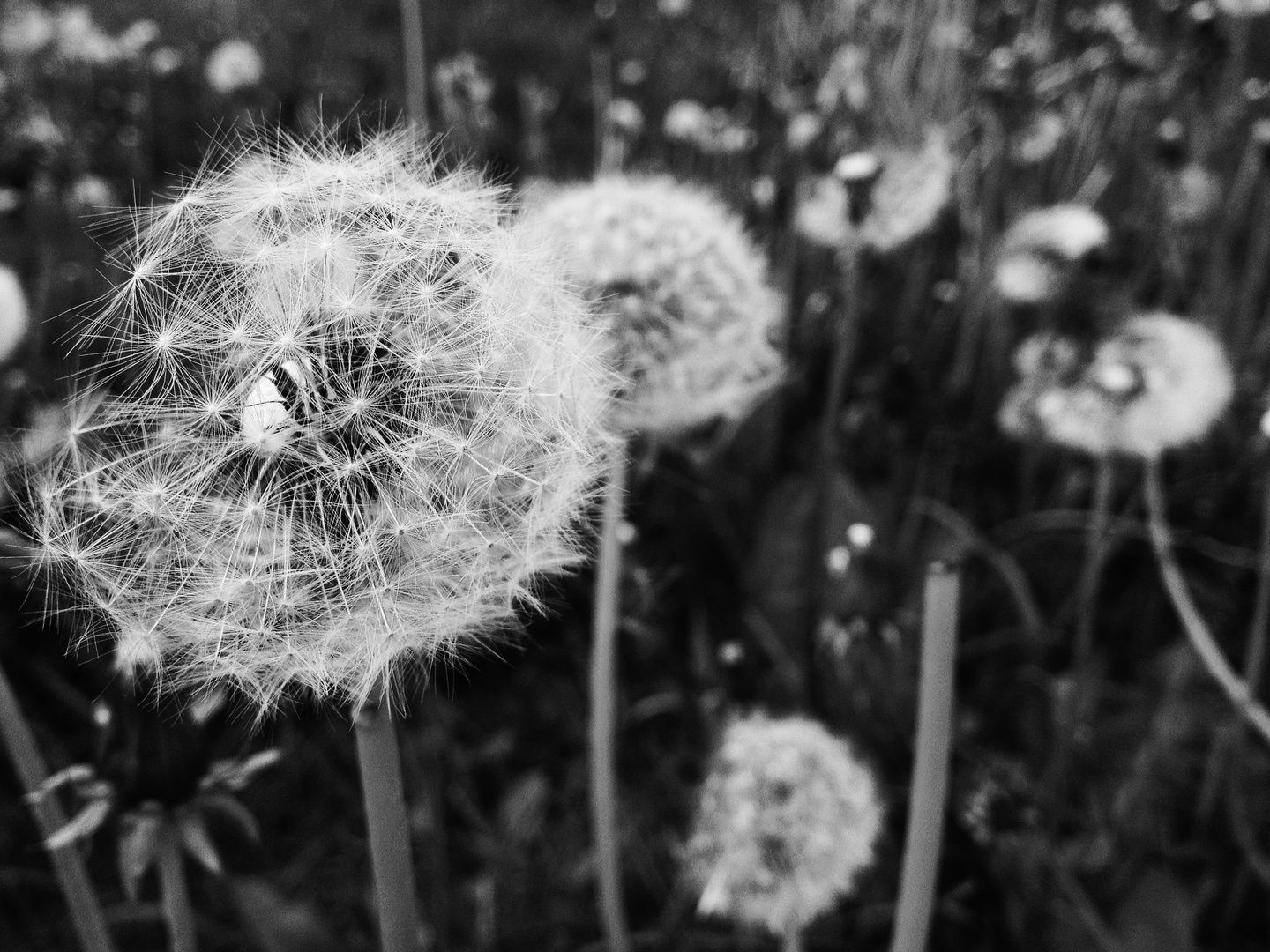 Pusteblume, monochrom.