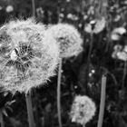 Pusteblume, monochrom.