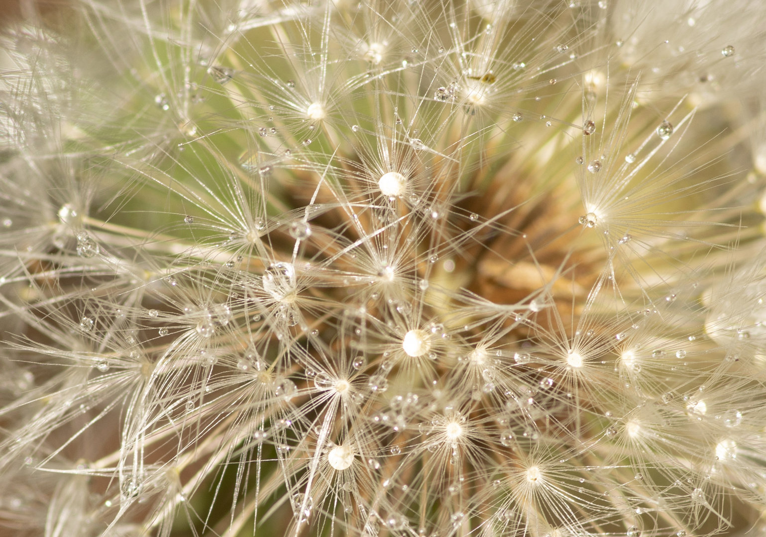 Pusteblume nach dem Regen 