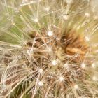 Pusteblume nach dem Regen 