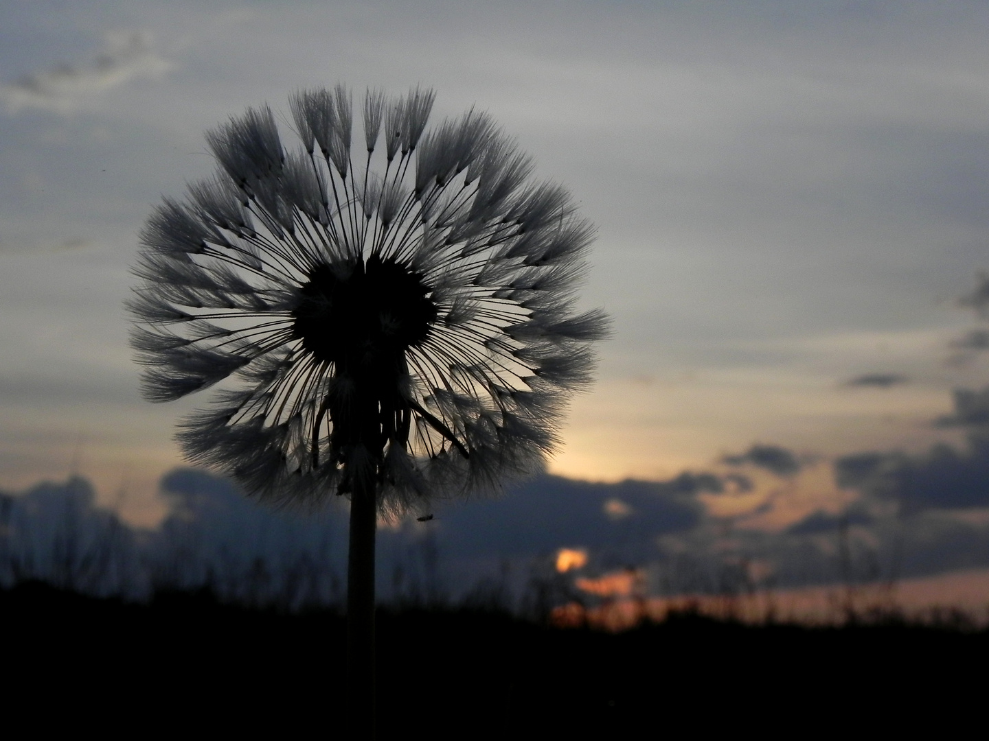 "Pusteblume" nach dem Regen