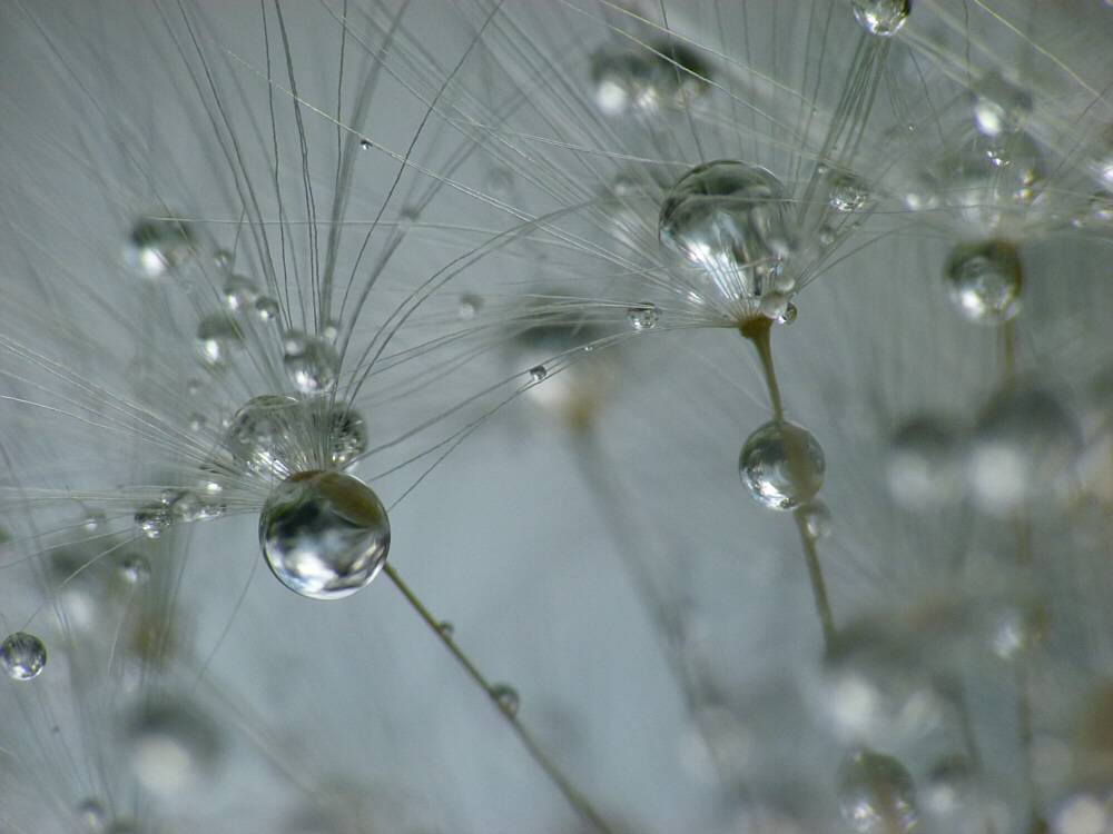 Pusteblume nach dem Regen